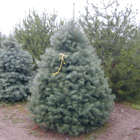 Fir/ White Concolor ‘Candicans’