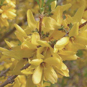 Forsythia/ Sunrise