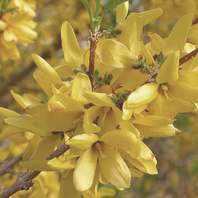 forsythiasunrise_lg.jpg