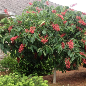Horse Chestnut/ Fort McNair