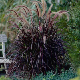 Purple Fountain Grass
