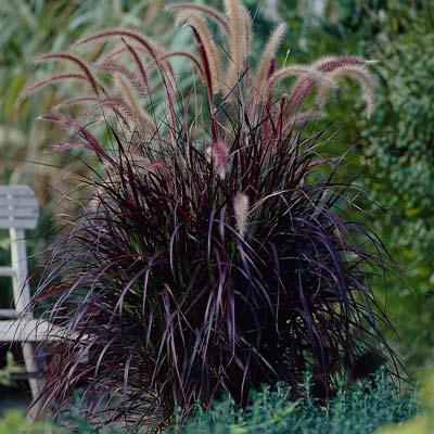fountain-grass-purple-1-400-01.jpg