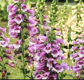 Foxglove