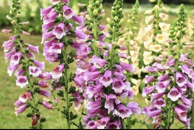 foxglove2-400x266-1.jpg