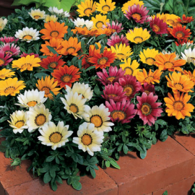 Treasure Flower
