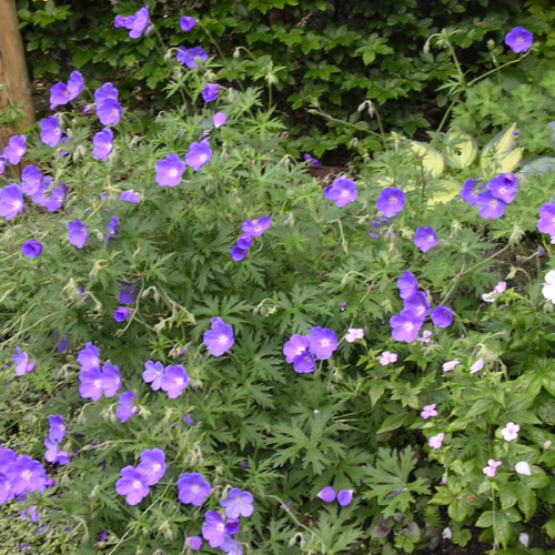 geranium_johnson_blue_lg.jpg