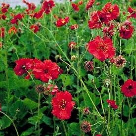 Avens