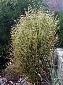 Maiden Grass/ Gold Bar