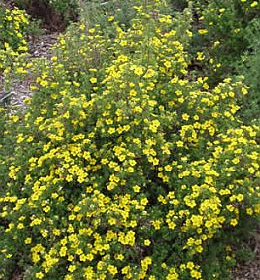 Potentilla/ Gold Drop