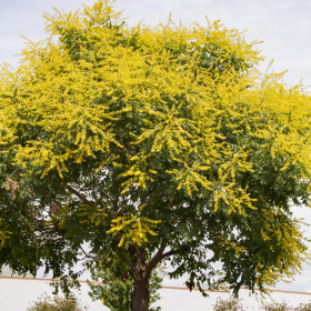 Golden Raintree