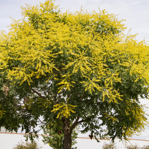 golden-rain-tree.jpg
