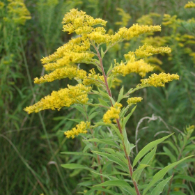 Goldenrod
