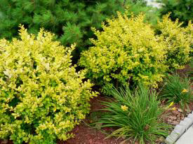goldenvicaryprivet_lg.jpg