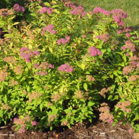 Spirea/ Goldflame