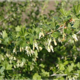 Current/ Gooseberry/ Pixwell
