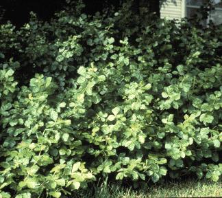 grolowsumac_lg.jpg
