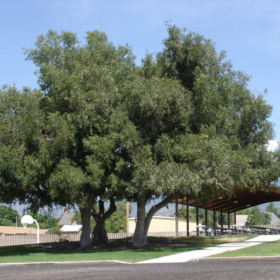 Hackberry