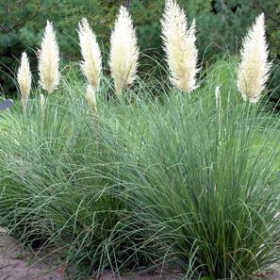 Hardy Pampas