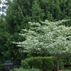 Hawthorn/ Thornless Cockspur