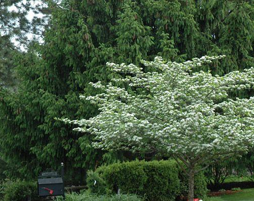 hawthorn-thornless-cockspur-website_0.jpg