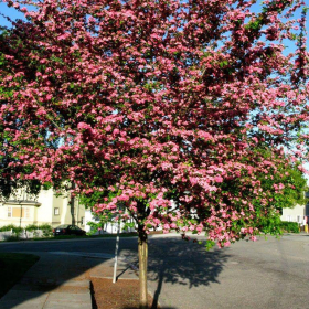 Hawthorn/ Toba