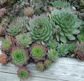 Hen & Chicks