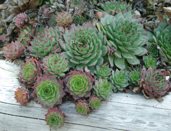 hens_and_chicks_lg.jpg