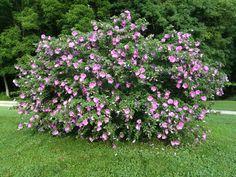 Althea/ Hollandia