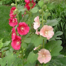 Hollyhock,Old Fashioned