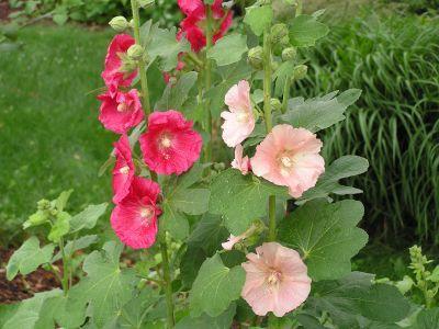 hollyhock_old_fashioned_lg.jpg