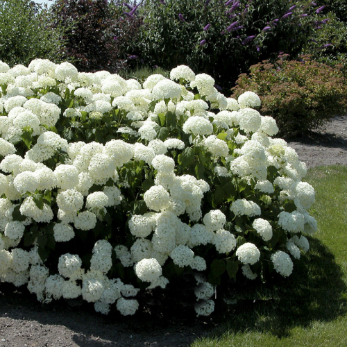 hydrangeaannabelle_lg.jpg