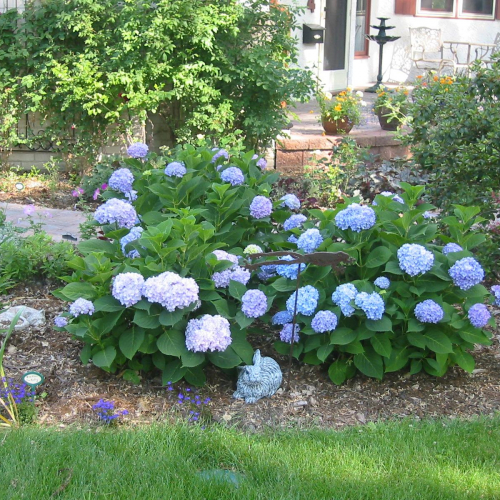 hydrangeaendlesssummer_lg.jpg
