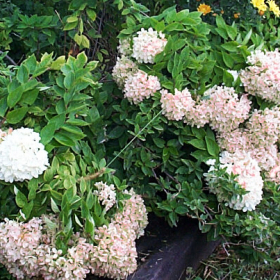 Hydrangea/ Peegee