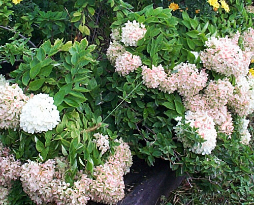 hydrangeapeegee_lg.jpg