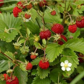 Wild Strawberry