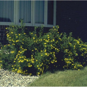 Potentilla/ Jackman