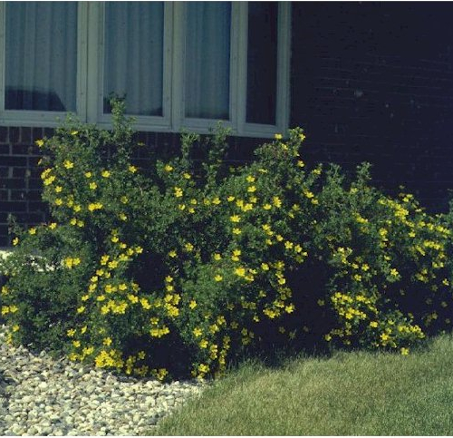 jackmanpotentilla_lg.jpg