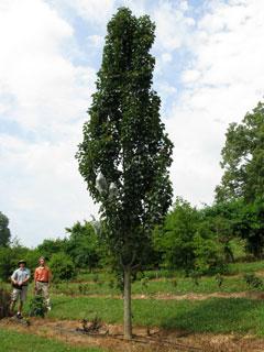 javelin-pear.jpg