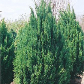 Juniper/ Blue Point