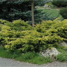 Juniper/ Old Gold