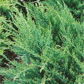 Juniper/ Sea Green