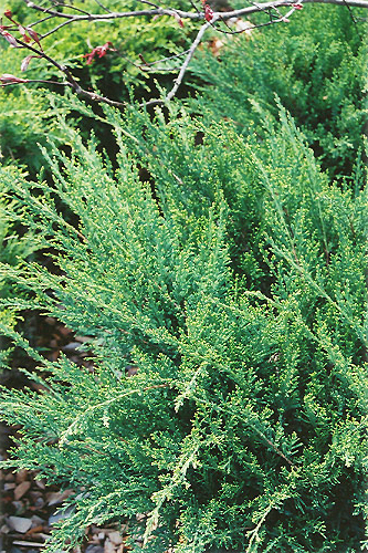 juniperseagreen_lg.jpg