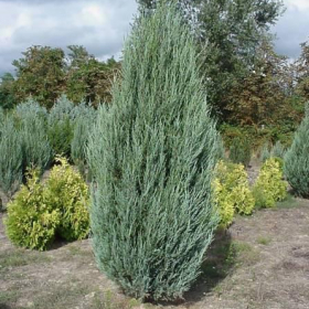 Juniper/ Skyrocket