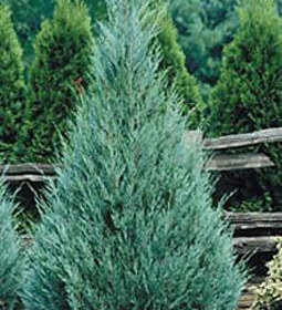 Juniper/ Wichita Blue