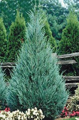 juniperwichitablue_lg.jpg