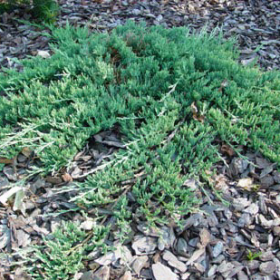 Juniper/ Wilton