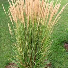Feather Reed Grass/ Karl Foerster
