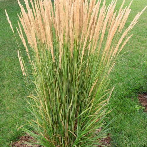karlforesterfeatherreedgrass_lg.jpg