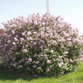 Lilac/ Dwarf Korean