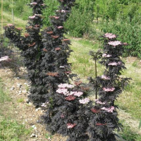 Elderberry/ Laced Up